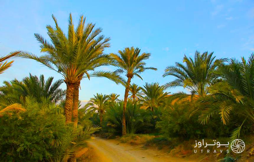 Farahzad village groves